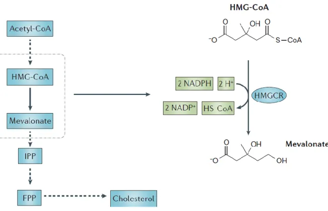Figura 1.4 - Via do mevalonato (esquerda) e reação catalisada pela HMGCR. Adaptado de  38 