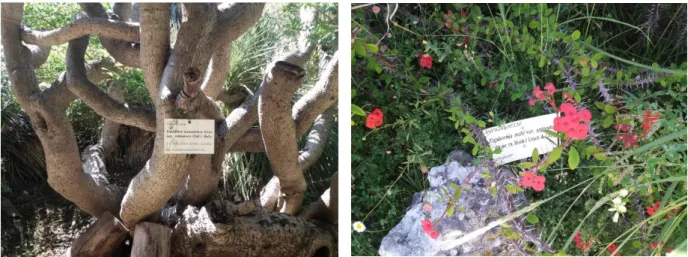 Figura 1. Exemplares das espécies Euphorbia balsamifera e Euphorbia milli [Fotografias  tiradas pela autora no Jardim Botânico de Lisboa em Maio de 2019] 