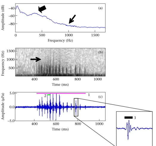 Figure 1. Acoustic parameters measured in the courtship sounds of male O. mossambicus: sound duration (ms, bar 1); pulse period (ms, bar 2);