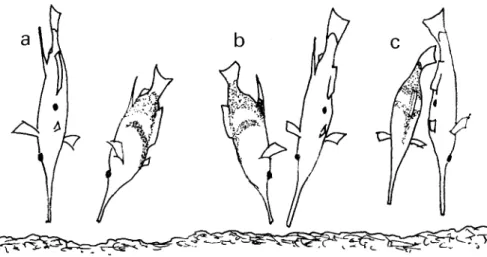 Fig. 2. Courtship and spawning sequence: a  -  courting male approaches the female; b -  the male follows the female, changing from one  of the female's flanks to the other; c-  the male bends his caudal peduncle toward the female and gradually orients his
