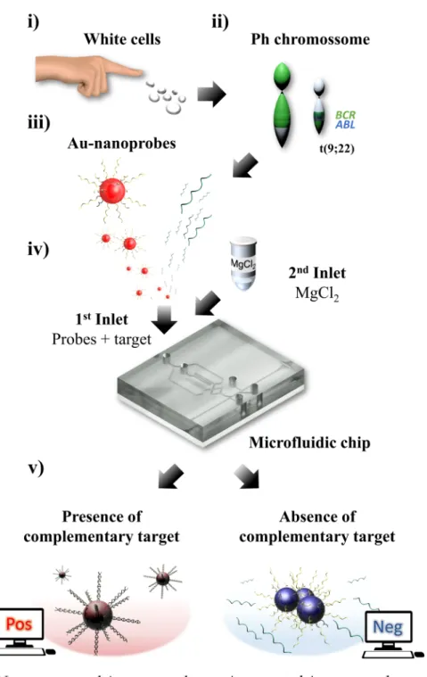 Figure 1.  Concept of this lab-on-chip as a POC application: (i) White cells extracted from a small blood sample  are collected to analyze gene expression; (ii) This approach aims to diagnose chronic myeloid leukemia using  its genetic marker, BCR-ABL1 fus