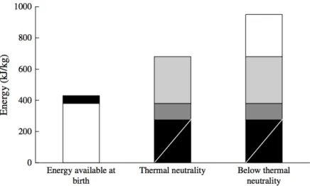Figura 6 – Reservas energéticas ao nascimento e necessidades energéticas em ambiente de termo- termo-neutralidade  e  inferior  à  termo-termo-neutralidade  do  leitão  com  1kg  de  peso  vivo  (Le  Dividich  et  al.,  2005)