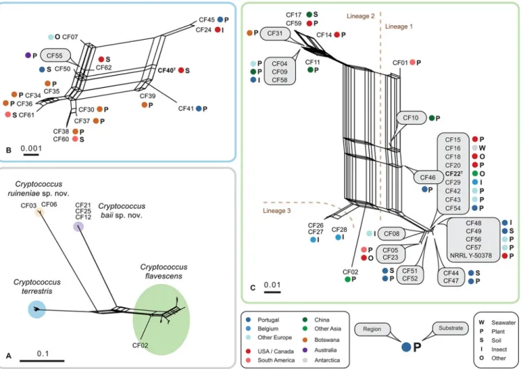 Fig 2. Consensus- and super-networks obtained from the combined analyses of single-gene maximum likelihood trees of ITS-LSU, IGS1, RPB1 , TEF1 and STE20 alignments