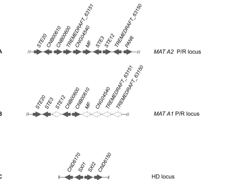 Fig 3. Schematic representation of Cryptococcus flavescens gene cluster organization of (A) MAT A2 inferred based on the NRRL Y-50378 genome sequence; (B) MAT A1 gene organization predicted based on PCR-approaches (dashed arrows); and (C) HD locus inferred
