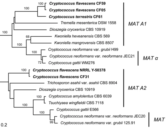Fig 4. Phylogenetic tree based on complete sequence of STE3 gene of Cryptococcus flavescens , C 
