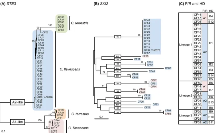 Fig 5. Phylogenetic trees based on (A) partial STE3 nucleotide sequences of Cryptococcus flavescens and C 