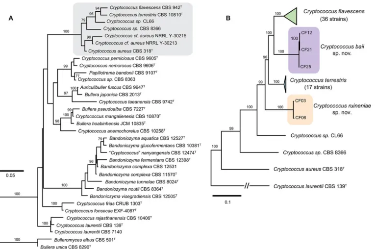 Fig 1. Phylogenetic placement of Cryptococcus flavescens , C . terrestris , and the two novel species C 