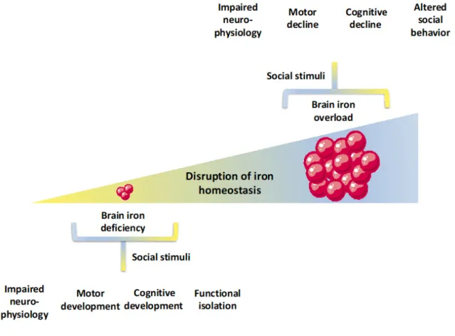 Figure 3. Multilevel repercussions of iron deficiency and iron overload in the brain. Brain iron deficiency is associated with disruption of neurophysiological mechanisms that, within a social context that does not provide regular stimuli, compromises moto