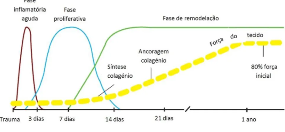 Ilustração 1: Perfil geral das fases do processo de cicatrização (Adaptado de Orsini &amp; Divers,  2014) 