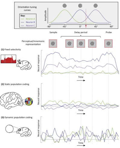Figure 1.4: Neural Mechanisms of WM: A simplified schematic comparing and contrasting the fixed-selectivity model with population coding models involving static and dynamic temporal codes