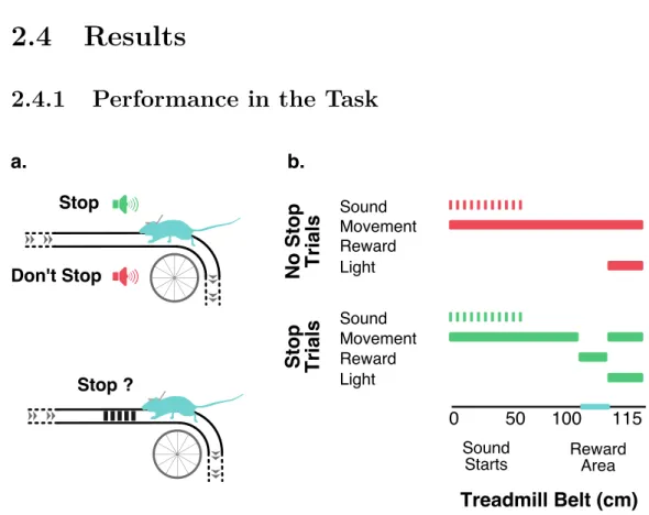 Figure 2.1: Head-fixed Delayed Response Task on a Treadmill: (a) Head-fixed mice run- run-ning on a passive treadmill with a long belt had to decide to stop, or not, on a textured area depending on the identity of a sound (5 or 12 KHz pure tone) played a g