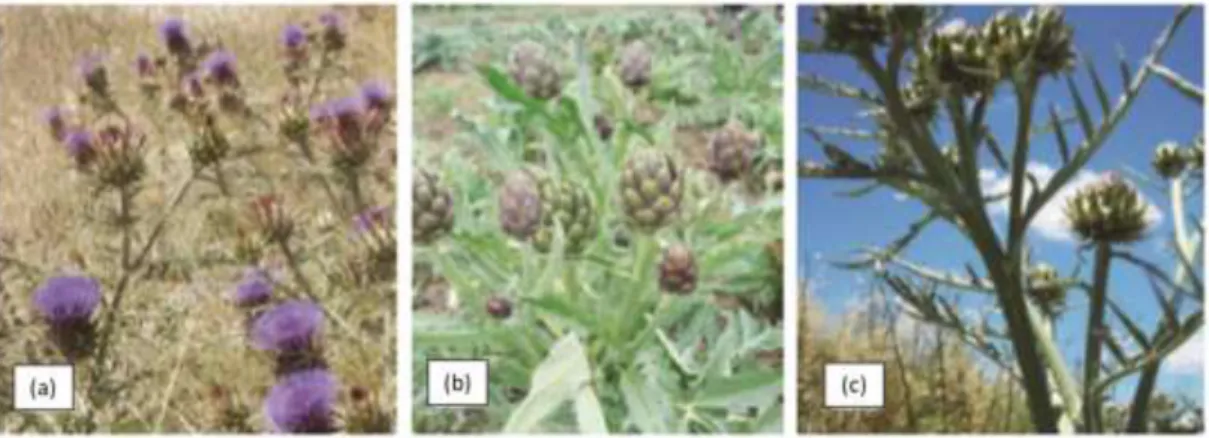Figura 5 Aspeto morfológico de cada uma das variantes de Cynara cardunculus L.: cardo silvestre (a), alcachofra (b) e  cardo cultivado (c) 
