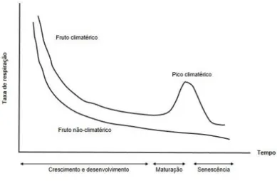 Figura 2 - Taxa de respiração de frutos climatéricos e não climatéricos. 