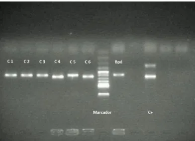 Figura  6  -  Perfil  de  eletroforese  de  DNA  extraído  de  colónias  formadas  a  partir  de  diluições  de  Blossom  (C1,  C2,  C3,  C4,  C5  e  C6),  da  inoculação  de  Blossom  Protect™  em  pó  (Bpó)  e  controlo  positivo  (C+:  Saccharomyces  uv