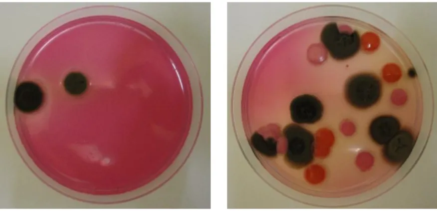 Figura  9  -  Predominância  de  Cladosporium  sp.  face  a  outros  microrganismos  na  contaminação  natural dos frutos de pera Rocha