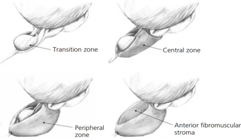Figure 2.2: Zonal anatomy of the normal prostate as described by McNeal [7–9]. The transition zone comprises only 5%–10% of the glandular tissue in the young male
