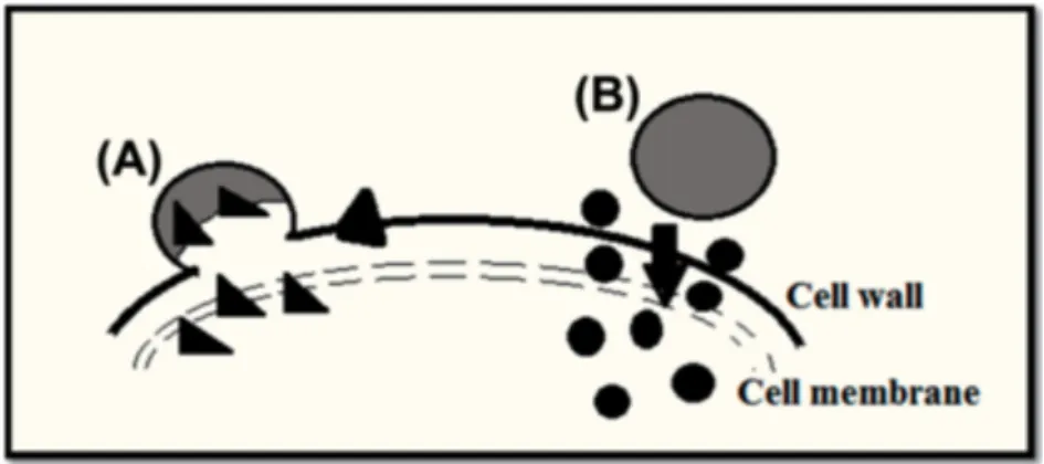 Figura 1.5 Mecanismo da entrega farmacológica das nanopartículas. A) A nanopartícula combina- combina-se  com  a  membrana  celular  por  endocitocombina-se  e  liberta  o  fármaco  dentro  da  célula