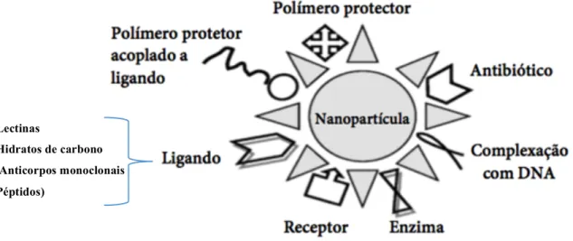 Figura  3.5 Conjugações  possíveis  nas nanopartículas.  As  nanopartículas podem ser conjugadas na  superfície  com  diferentes  moléculas:  Receptores,  enzimas,  fármacos  (antibiótico),  polímeros  protectores  e  ligandos