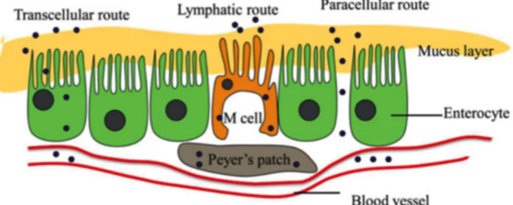 Figura 3.7 As vias para absorção no epitélio intestinal (membrana mucosa).  