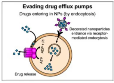 Figura  3.8  Evasão  das  bombas  de  efluxo.  A  endocitose  da  nanopartícula  com  a  lectina  evita  o  seu  efluxo pela P-glicoproteína