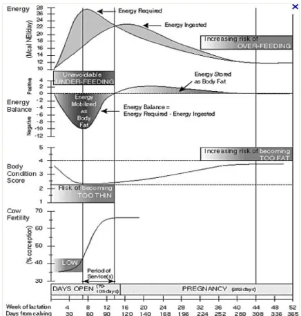 Figura 13: Balanço energético de vacas de leite no início da lactação, evolução da condição  corporal e fertilidade ao longo da lactação (Wattiaux,2011) 