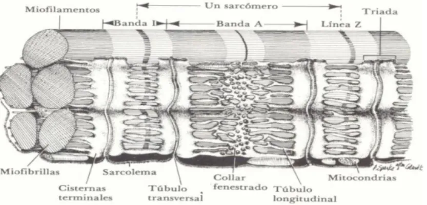 Figura 1. Estrutura de uma fibra muscular esquelética 