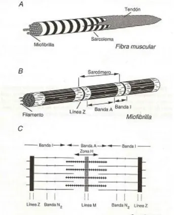 Figura 2. Esquemas: A-Estrutura de uma fibra muscular esquelética;  