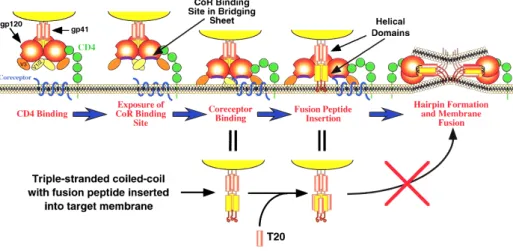 Figure 3: Steps required for HIV-1 glycoprotein mediated membrane fusion with the host cells, as explained in the main text