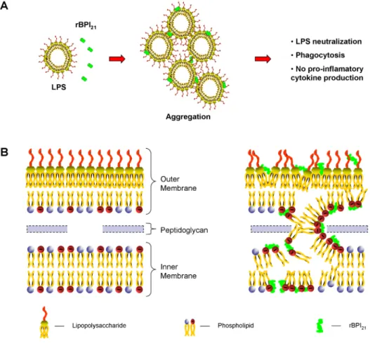 Figure 8: Schematic representation of the proposed mechanism of action of rBPI 21 . (A) The protein interacts with LPS aggregates pro- pro-moting their aggregation, which allow LPS phagocytosis by innate immune cells and reduce LPS availability for its rec