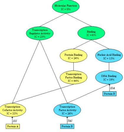 Figure 2: Fragment of the GO ‘Molecular Function’ Graph, including the information content of the terms (IC) and with annotations for two hypothetical proteins.