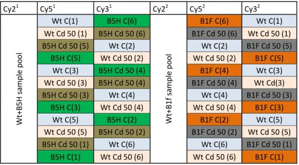 Table 1: sample randomization for DIGE assays:  1  represent the B5H/Wt assay and  2:  the B1F/Wt assay in the first  line is represented which Cy Dye is to be used in each column