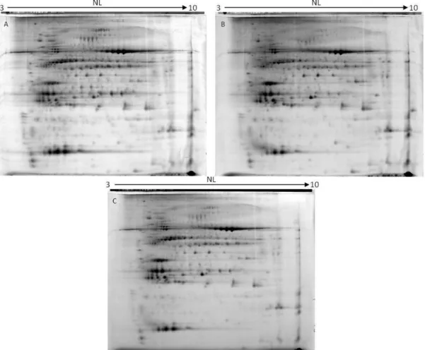 Figure  9:  images  resulting  from  one  DIGE  gel  from  the  B5H/Wt  assay;  A:  Wt  treated  with  50  µM  of  cadmium  marked with Cy 3 dye; B: B5H control sample marked with Cy 5 dye; C: internal standard marked with Cy2 dye