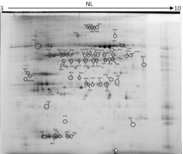 Figure 11: spot picking image resulting from the gel image analysis of the B5H/Wt assay 