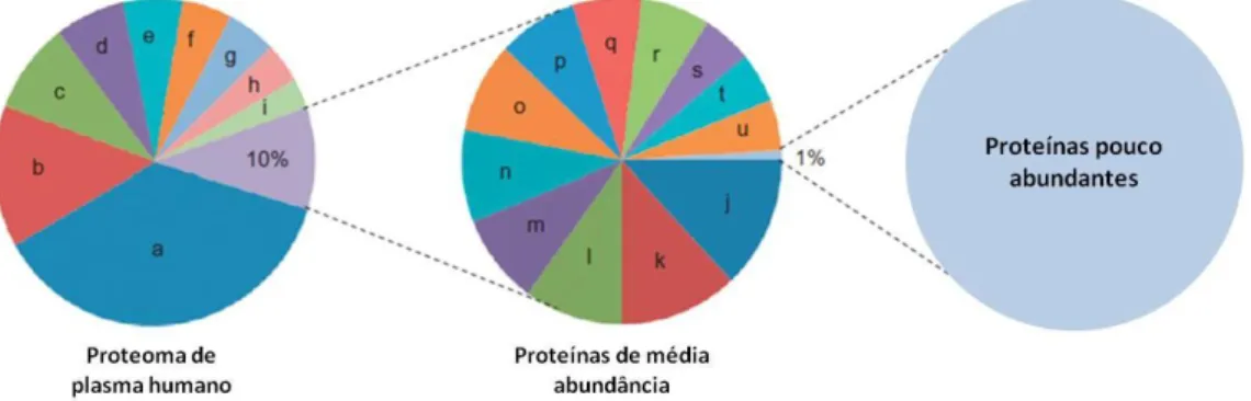 Fig.  2  Representação  esquemática  da  proporção  das  proteínas  menos  abundantes  (esquerda),  no  plasma,  em  relação  ao  proteoma  total  (direita)