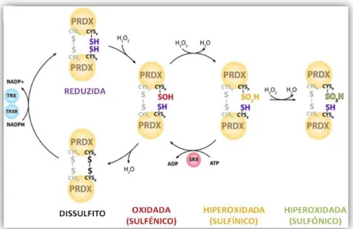 Fig. 3 Função peroxidática da Prx expondo como exemplo de peróxido a degradar, o  peróxido de hidrogénio (H 2 O 2 ) 