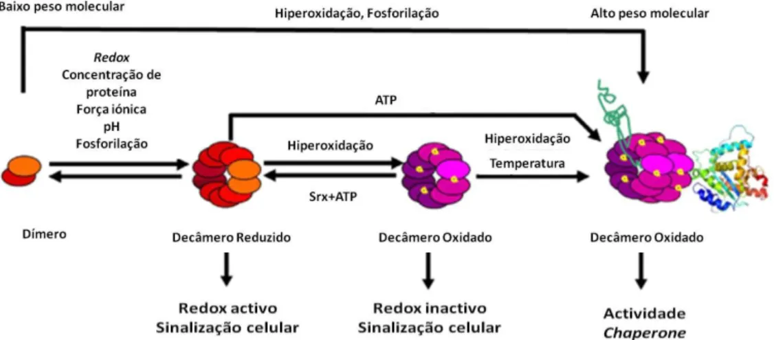 Fig. 4 Processo simplificado da oligomerização das Prx com factores implicados e funções