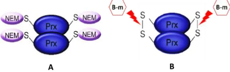 Fig. 5 Locais de actuação dos agentes alquilantes (A) e redutores (B) nos dímeros de Prx