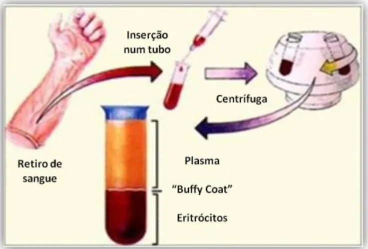 Fig. 7 Procedimento para obtenção dos componentes do sangue  (adaptado de 