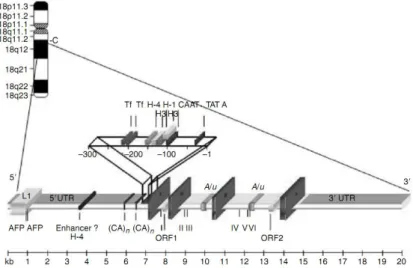 Figura I-2 – Sequência genómica que contém o gene para a TTR e respectivas sequências regulatórias