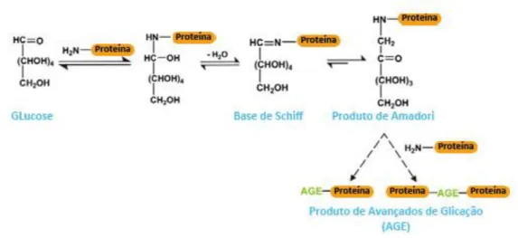 Figura I-6 – Passos iniciais da reacção de Maillard para glicação proteica a partir da glucose