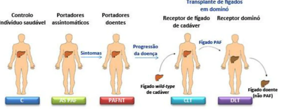 Figura  I-9  –  Esquema  de  transplante  em  dominó.  C  –  indivíduos  saudáveis,  grupo  controlo
