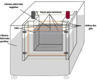 Figura  II-10  –  Representação  dos  instrumentos  de  separação  electroforética  vertical  no  formato  de  mini-gel