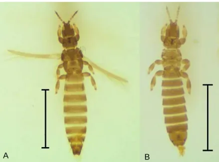 Figura 8 – Fêmea (A) e macho (B) de Limothrips sp. Haliday (escalas equivalentes a 1 mm)