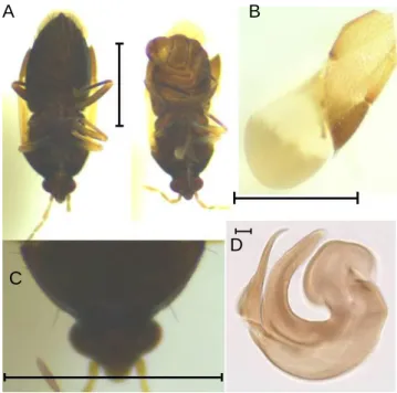 Figura  15 - Exemplares de Orius laevigatus Fieber (A – fêmea e macho; B – asa esquerda; 