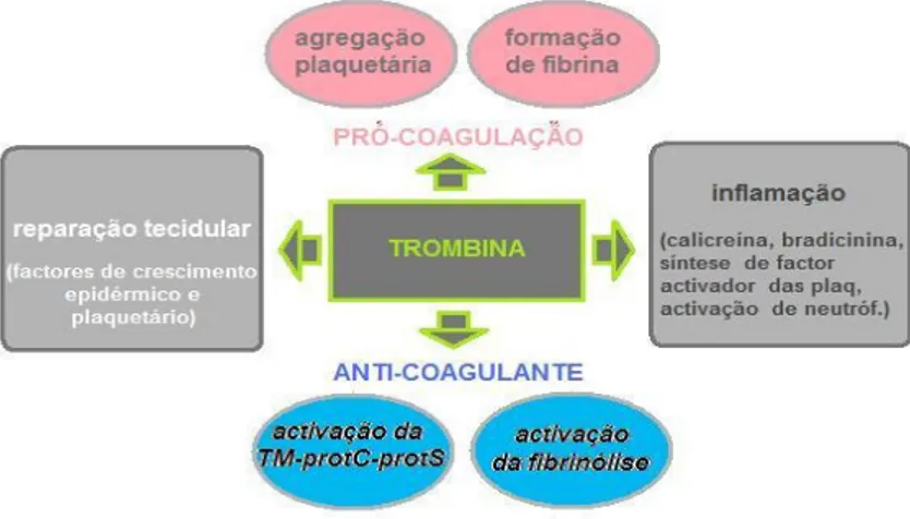 Figura 11 - Esquema do papel da trombina na hemostase, inflamação e reparação dos tecidos