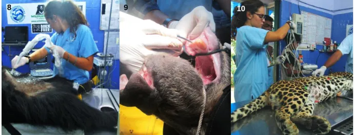 Figure 8- Ultrasonography examination on a sedated sloth bear (Original). 
