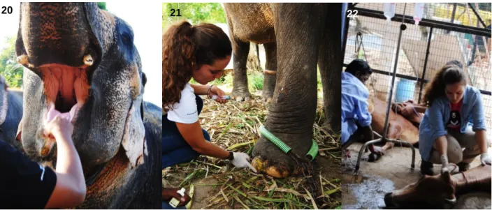 Figure 20- Indian elephant oral inspection (Original). 