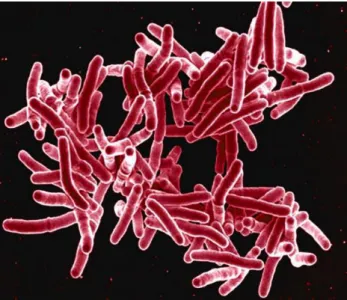 Figure  23-  Scanning  electron  micrograph  of  Mycobacterium  tuberculosis  organism  (Source:  National  Institute  of  Allergy  and  Infectious  Diseases  [NIAID]