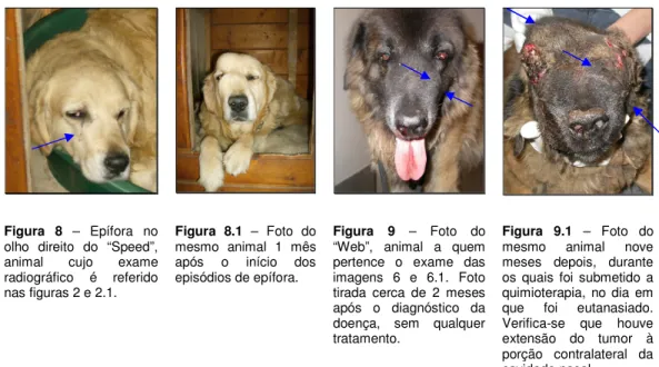 Figura  8  –  Epífora  no  olho  direito  do  “Speed”,  animal  cujo  exame  radiográfico  é  referido  nas figuras 2 e 2.1