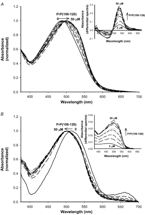 FIGURE 1 Identification of b-structures in the PrP(106-126) by CR absorbance.  Absor-bance spectra of 5 mM CR in the presence of PrP(106-126) 0–50 mM (A) at pH 7.4, 150 mM NaCl, and (B) at pH 5, 150 mM NaCl